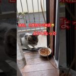 警戒心強すぎる猫#68#short#shorts#shortvideo#cat#cats#japan#zoo#癒し#ねこ#猫#猫動画#かわいい#おもしろ#おすすめ#ごはん