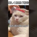 猫のおもしろ動画にツッコミどころ満載なアフレコしてみた＃96【糸電話】【ハプニング映像】#shorts　#アフレコ #面白動画