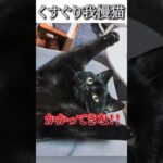 猫のおもしろ動画にツッコミどころ満載なアフレコしてみた＃99【黒猫】【くすぐり】【ハプニング映像】#shorts　#アフレコ #面白動画