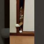 #猫動画　#ねこ動画　#猫の日常　　#キャットビデオ　#にゃんこ動画　　#猫のいる生活　#可愛い猫　#猫のおもしろ動画　#CatLovers　#CuteCats　#CatLife　#KittyLov