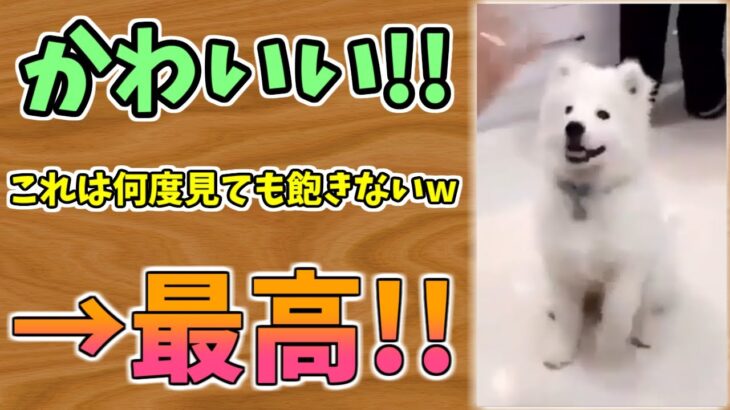 【動物おもしろ】猫・犬・動物の爆笑アフレコ！ハプニングだらけの犬、猫がおもしろすぎた集 Vol.１３１