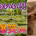 【動物おもしろ】猫・犬・動物の爆笑アフレコ！ハプニングだらけの犬、猫がおもしろすぎた集 Vol.１３４