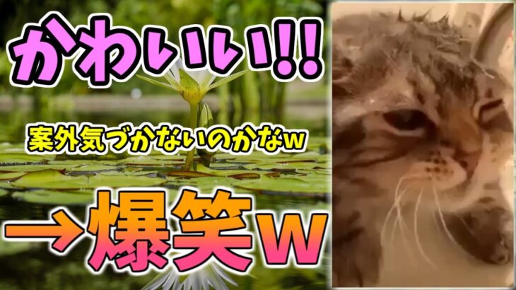 【動物おもしろ】猫・犬・動物の爆笑アフレコ！ハプニングだらけの犬、猫がおもしろすぎた集 Vol.１３４