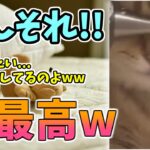 【動物おもしろ】猫・犬・動物の爆笑アフレコ！ハプニングだらけの犬、猫がおもしろすぎた集 Vol.１４０