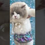 オルルマーメイド🧜‍♀️ #cat #ラグドール #オル様 #おもしろ動画 #猫動画#ネコピアノ