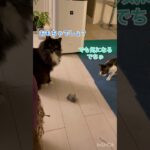 絶対食いつくと思ったおもちゃ外れた🐈‍⬛　　#cat #猫おもしろ動画 #面白猫動画 #おもしろ動画 #catlover #ねこのいるくらし #保護猫