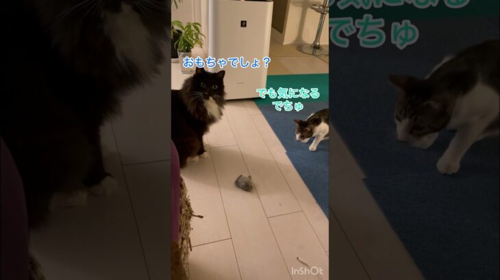 絶対食いつくと思ったおもちゃ外れた🐈‍⬛　　#cat #猫おもしろ動画 #面白猫動画 #おもしろ動画 #catlover #ねこのいるくらし #保護猫