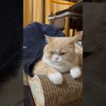 毛布でぬくぬく　#cat #cats #スコティッシュフォールド #ねこ #猫 #もふもふ #relaxing #癒し #chill