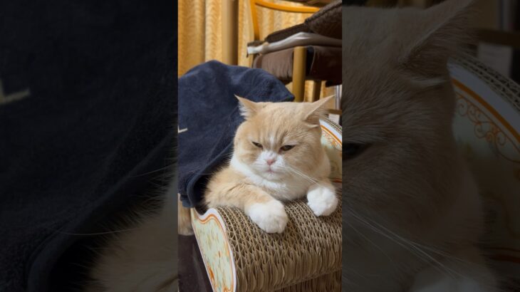 毛布でぬくぬく　#cat #cats #スコティッシュフォールド #ねこ #猫 #もふもふ #relaxing #癒し #chill