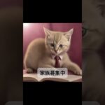 【家族募集中】世界最少の猫種　#トイボブ  #cat #かわいい子猫を毎日紹介しています #可愛いネコ #猫好きさんと繋がりたい @kichifrost