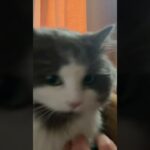 明け方に甘えて起こしに来る愛猫#kitten #siberian #子猫 #サイベリアン