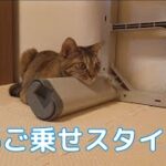 顔が重い#pecotv#保護猫#サビ猫#かわいい猫