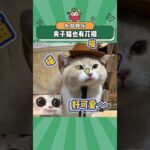 夹子猫也有花期！#猫咪 #万万没想到 #谁说猫猫没有表情的 #娱乐评论大赏#shorts