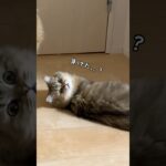 それでも挑み続ける子猫 #shorts #ラガマフィン #ペルシャ猫 #多頭飼い #子猫  #cats #kitten