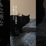 『産み落とされた小さな子猫』 #shorts #short #子猫 #捨て猫 #保護猫