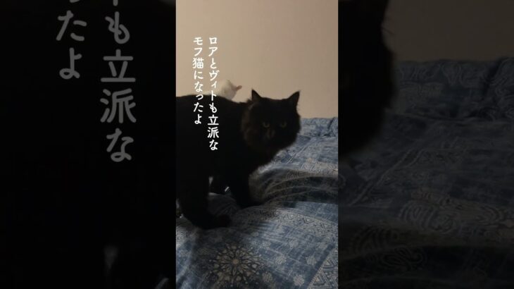 『産み落とされた小さな子猫』 #shorts #short #子猫 #捨て猫 #保護猫