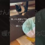 やっぱり嫌かな・・・😣#shorts#猫#かわいい#癒し#おもしろ#kusafamily#癒やしのペット動画#保護猫