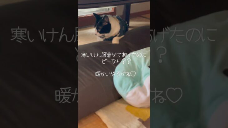 やっぱり嫌かな・・・😣#shorts#猫#かわいい#癒し#おもしろ#kusafamily#癒やしのペット動画#保護猫