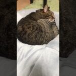 人間の癒し＝猫