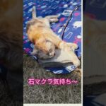 石まくらと猫