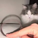 【癒し動画】ゴムで遊ぶ猫をひたすら眺める動画