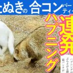 港猫ニュース「猫とたぬき 合コンパーティーで猫パンチ！？ハプニング発生！？」