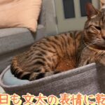 猫の表情に笑いと癒し。