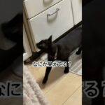 【黒猫キィちゃん】鳴き声かわいい