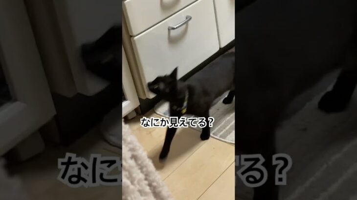 【黒猫キィちゃん】鳴き声かわいい
