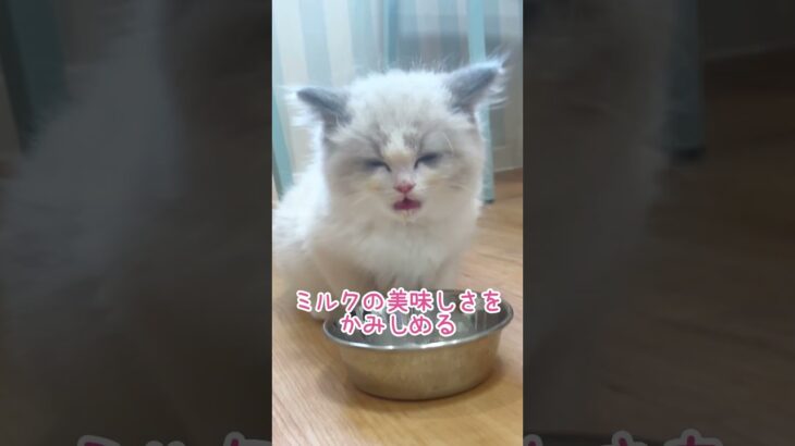 ミルクの美味しさを噛みしめる子猫さん#ラグドール#子猫#おもしろ動画