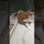 #猫じゃらし#大好き#かわいい猫 #ほのぼの #癒し #保護猫