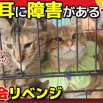 【神戸保護猫】目と耳に障害がある子猫 譲渡会リベンジ