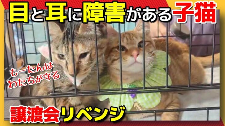 【神戸保護猫】目と耳に障害がある子猫 譲渡会リベンジ