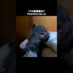 寝起きでブサカワになる子猫