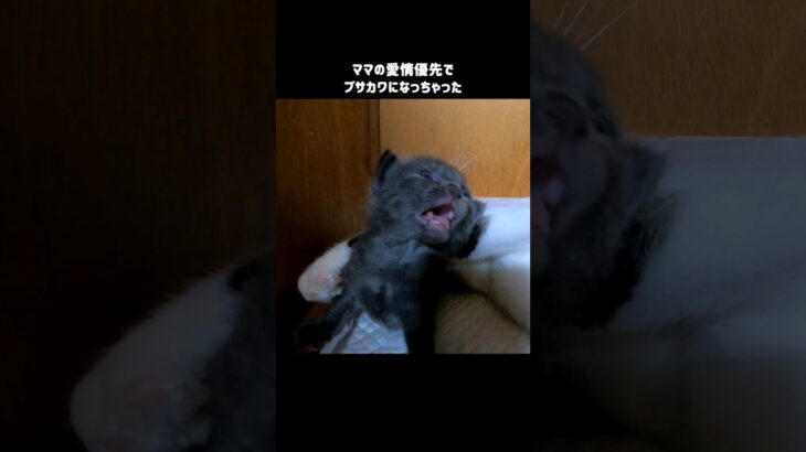 寝起きでブサカワになる子猫