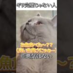 猫のおもしろ動画にツッコミどころ満載なアフレコしてみた＃102【べた惚れ】【ハプニング映像】#shorts　#アフレコ #面白動画