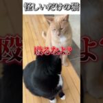 猫のおもしろ動画にツッコミどころ満載なアフレコしてみた＃103【ネタ振り】【ハプニング映像】#shorts　#アフレコ #面白動画