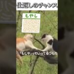 猫のおもしろ動画にツッコミどころ満載なアフレコしてみた＃106【立場逆転】【ハプニング映像】#shorts　#アフレコ #面白動画