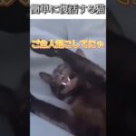 猫のおもしろ動画にツッコミどころ満載なアフレコしてみた＃109【復活】【ハプニング映像】#shorts　#アフレコ #面白動画