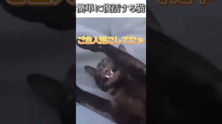 猫のおもしろ動画にツッコミどころ満載なアフレコしてみた＃109【復活】【ハプニング映像】#shorts　#アフレコ #面白動画