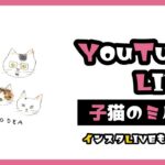 13子猫のライブ　ことり組とキジトラーズ【保護猫生活】【41〜43期生】