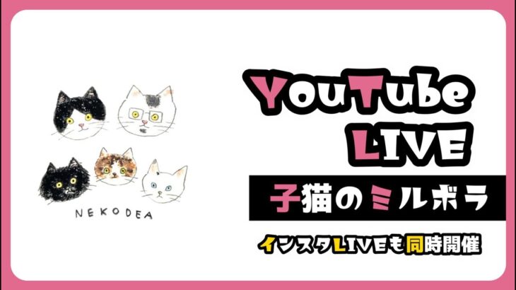 13子猫のライブ　ことり組とキジトラーズ【保護猫生活】【41〜43期生】