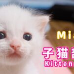 2024.5.5 am0:30 子猫がミルクを飲む時間　Milk Time  【Miaou Kitten  room】
