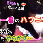 畑猫ちゃん達のお食事風景を撮影してたらまたもやハプニング発生！犠牲は主の……！？【畑猫】保護猫むぎ日記296