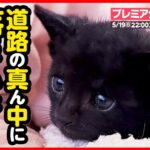 【子猫 保護】道路の真ん中に落ちていた乳飲み子…血便で5日間連続点滴通院【後編】