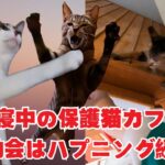 お昼寝中の保護猫と運動会はハプニングもあり面白い（保護猫カフェウリエル）梅田Cat sports day is full of incidents