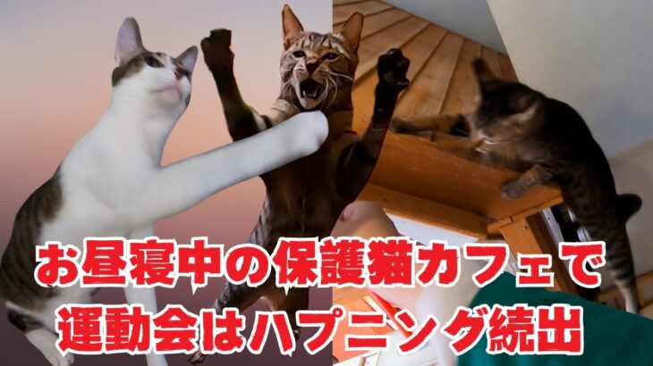 お昼寝中の保護猫と運動会はハプニングもあり面白い（保護猫カフェウリエル）梅田Cat sports day is full of incidents
