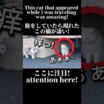 【旅ねこ】痒い猫VS暇な猫　#かわいい #動物 #tiktok