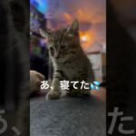 #寝てた　#職業かわいい #cat #これが噂の猫バーです