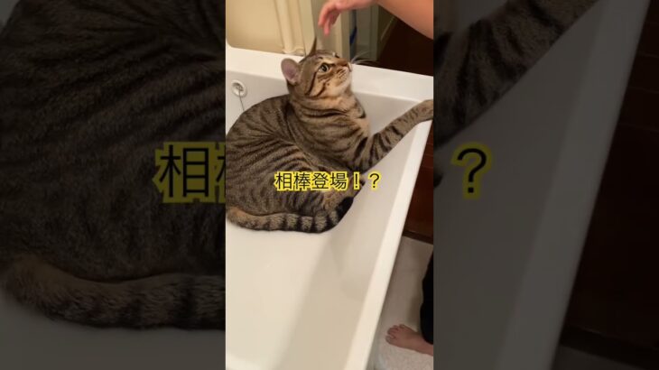 #キジトラ猫 #cat #きじとら猫 #ほごねこと暮らす #子猫